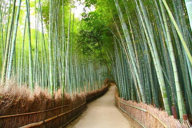 Kyoto & Nara Private Tour from Osaka Kyoto Hotel Pick-up - Our Take: Should You Book This Tour?