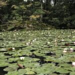 Kyoto: The Path Less Traveled (Private) - Practical Details and Considerations