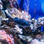 LA: Aquarium of the Pacific Skip-the-Line Entry - A Deep Dive Into the Aquarium Experience