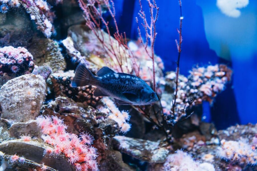 LA: Aquarium of the Pacific Skip-the-Line Entry - A Deep Dive Into the Aquarium Experience
