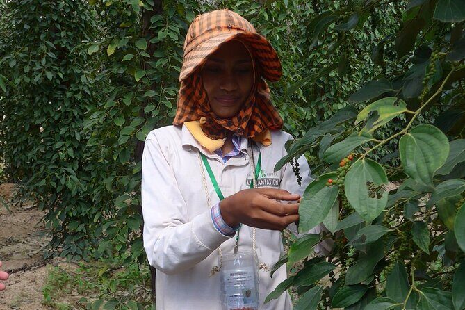 La Plantation tour (discovering Kampot Pepper) + Lunch - Final Thoughts: Is It Worth It?