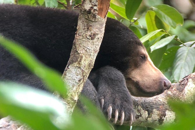 Labuk Proboscis, Sepilok, Sun Bear, Sandakan City Tour & Lunch - Authentic Insights from Reviews