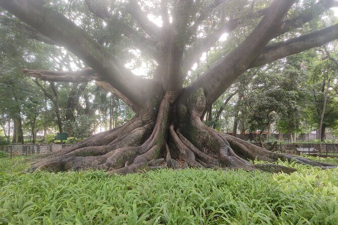 Lalbagh Botanical Garden Early Morning Walk + Breakfast at MTR - The Value of This Experience