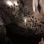 Langkawi Half Day Mangrove Tour - Sharing Basis - What Makes This Tour Stand Out?