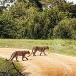Leopard Full Day Safari Yala National Park - Key Points