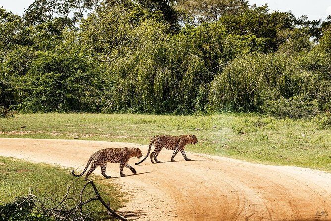 Leopard Full Day Safari Yala National Park - Key Points