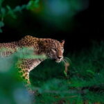Leopard Half Day Yala National Park Eleven Safari - Why the Reviews Speak Volumes