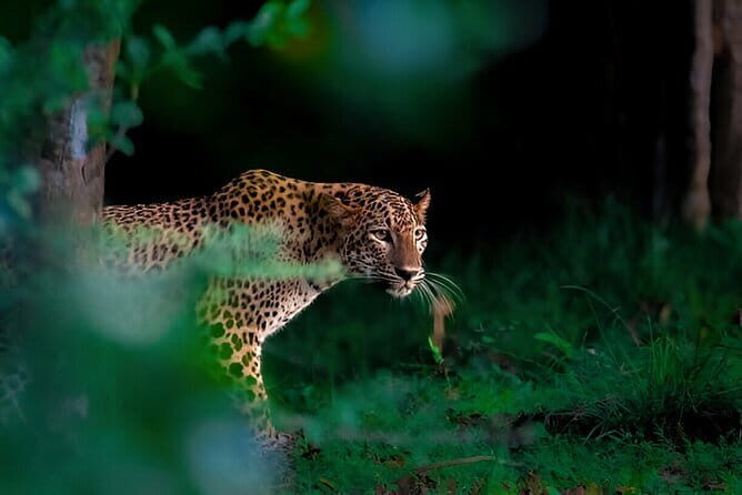 Leopard Half Day Yala National Park Eleven Safari - Why the Reviews Speak Volumes