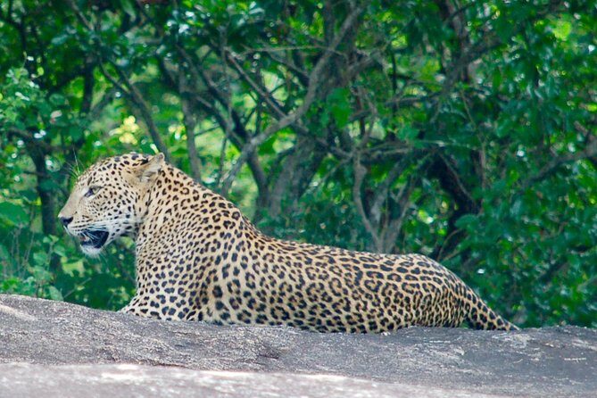 Leopard Safari in Yala National Park(Full Day/Half A Day) - Detailed Review of the Safari Experience