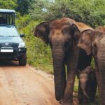 Leopard Safari Tour in Yala National Park - Value and Cost Analysis