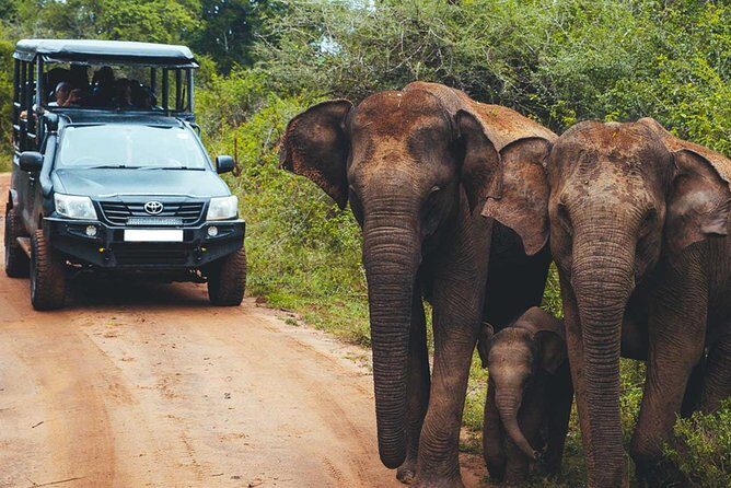 Leopard Safari Tour in Yala National Park - Value and Cost Analysis