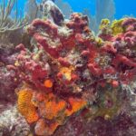Let it Ride Charters-Private Fishing / Snorkel Combo Key Largo FL - A Detailed Look at the Experience
