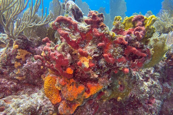 Let it Ride Charters-Private Fishing / Snorkel Combo Key Largo FL - A Detailed Look at the Experience