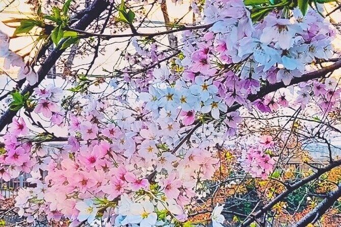 Licensed Guide Tokyo Meguro Cherry Blossom Walking Tour - Practical Details That Matter