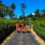 Lipton's Seat and Tea Factory,Trail Amidst Tea Plantation Day Tour - Why This Tour Offers Great Value