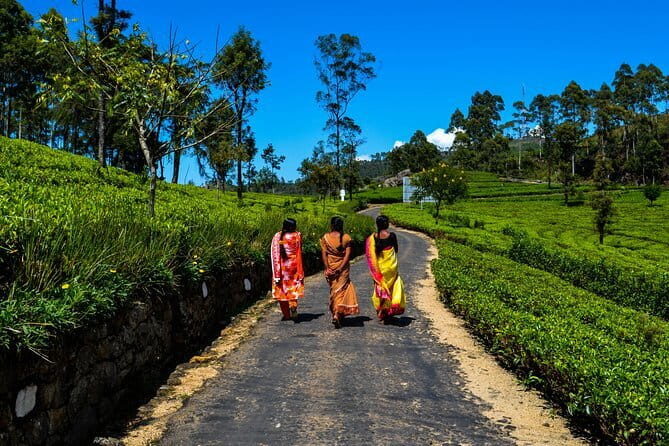 Lipton's Seat and Tea Factory,Trail Amidst Tea Plantation Day Tour - Why This Tour Offers Great Value