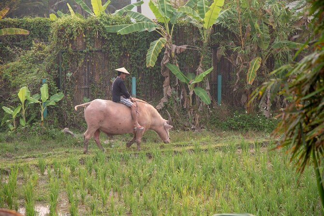 Living Land Rice Farming Experience - Practical Details and Tips