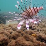 Local Reef Snorkelling and Deserted Beach - The Value of This Tour