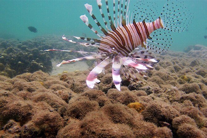 Local Reef Snorkelling and Deserted Beach - The Value of This Tour