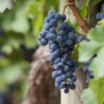 Long Island Wine Tour North Fork Sights Bites Flights Half Day AM - What You Can Expect from the Tour
