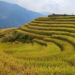 Longji Rice Terraces Day Tour from Guilin hotel - Final Thoughts: Who Is This Tour Best For?