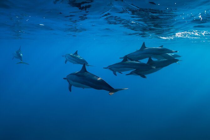 Lovina Dolphin Watching, Swimming, and Snorkeling Experience - Private Dolphin Watching Boat: Up Close with Nature