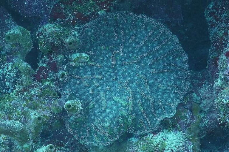 Lower Grand Lagoon: Panama City Beach Guided Snorkeling Tour - Why This Tour Offers Value