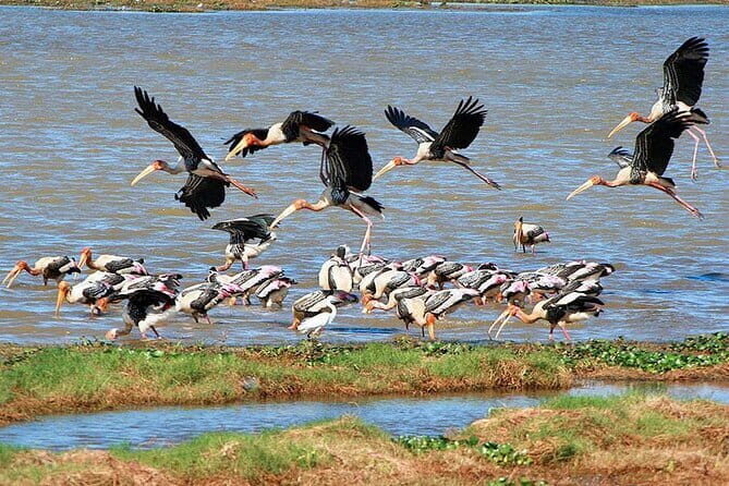 Luxury safari to minneriya national park - Who Will Love This Tour?