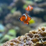 Maafushi: Full Day Snorkeling and Island Hopping Experience - Island Stop: Gulhi Island and Bikini Beach
