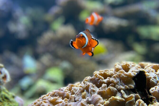 Maafushi: Full Day Snorkeling and Island Hopping Experience - Island Stop: Gulhi Island and Bikini Beach