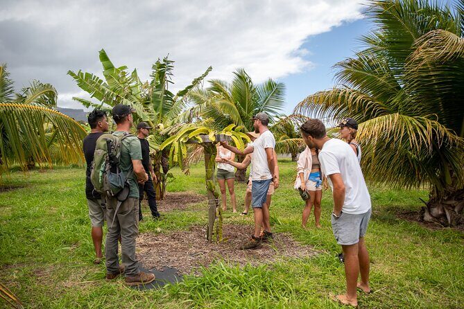 Macnut Tour, Picnic lunch and Maui Bees - Authenticity and Expert Guides