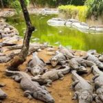 Mahabalipuram and Madras Crocodile bank trip from Chennai wtih Lunch,Transport - Why This Tour Works for You