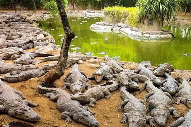 Mahabalipuram and Madras Crocodile bank trip from Chennai wtih Lunch,Transport - Why This Tour Works for You