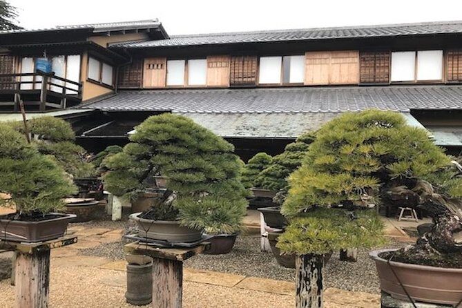 Make your own BONSAI with a professional artist in Tokyo - Who This Tour Is Best For