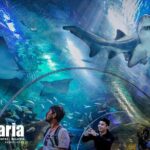 Malaysia: Aquaria KLCC Entry Ticket - Practical Tips for Visiting