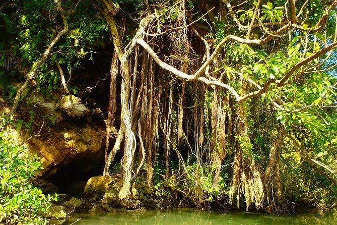 Mangrove kayaking to enjoy nature in Okinawa - The Sum Up