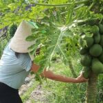 Market to Farm to Table Cooking Class in saigon - Who Would Love This Experience?