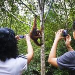 Marvellous Creature Orangutan : Sarawak Semenggoh Wildlife Centre Tour - What to Expect from the Experience