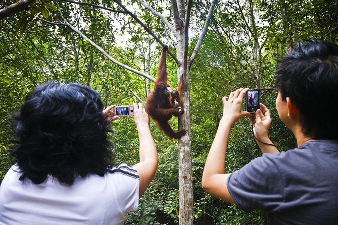Marvellous Creature Orangutan : Sarawak Semenggoh Wildlife Centre Tour - What to Expect from the Experience