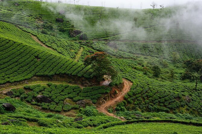 Mattancherry Heritage Tour by The Kochi Heritage Project - Why You Should Consider This Tour