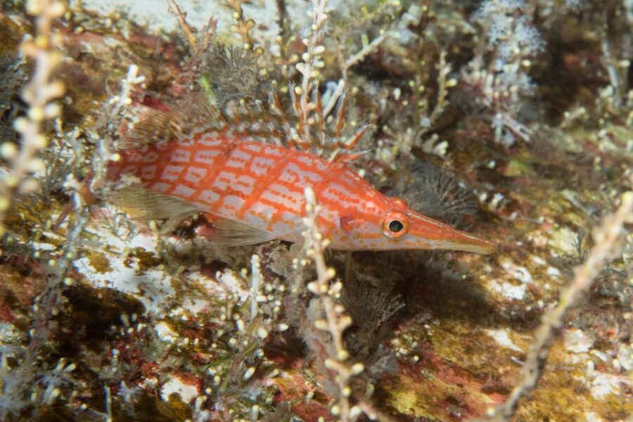 Maui: Beginner Discovery Scuba Dive Excursion from Lahaina - What to Expect from the Maui Discovery Scuba Tour
