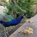 Mehrangarh Fort and Blue City Historic Tour with Local Guide - What’s Included and What to Expect