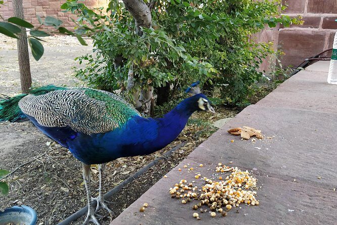 Mehrangarh Fort and Blue City Historic Tour with Local Guide - What’s Included and What to Expect