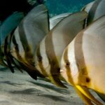 Menjangan island snorkeling full day boat trip - The Practical Details