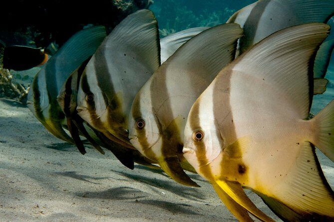 Menjangan island snorkeling full day boat trip - The Practical Details