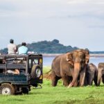 Minneriya Elephant Safari wth Sigiriya & Dambulla Cave Temples Full Day Tour - The Itinerary in Detail
