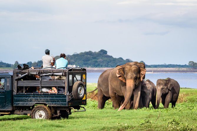 Minneriya Elephant Safari wth Sigiriya & Dambulla Cave Temples Full Day Tour - The Itinerary in Detail
