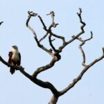 Minneriya National Park Elephant Safari - Wildlife Encounters and Sightings
