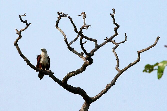 Minneriya National Park Elephant Safari - Wildlife Encounters and Sightings
