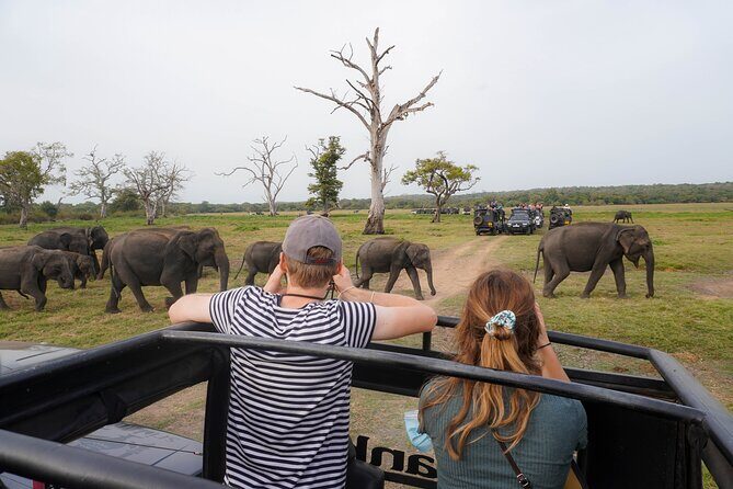 Minneriya National Park Half Day Elephant Safari - The Itinerary in Detail